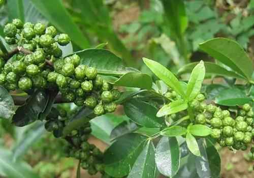 痛风食谱菜谱大全(风湿热型关节炎、腰膝酸痛、老年肾虚、腿脚无力等症)