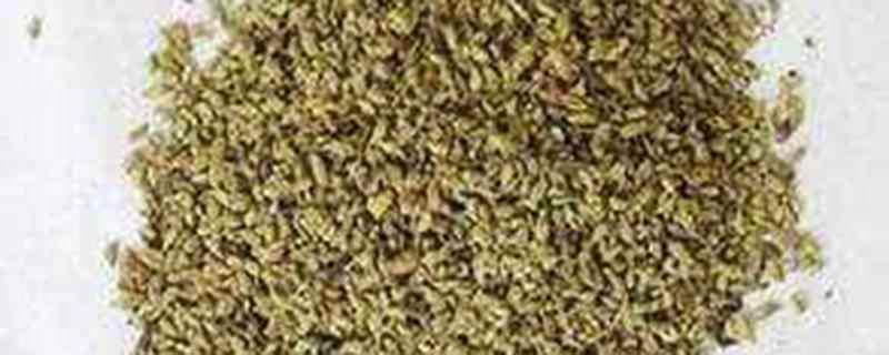 槐米茶的功效与作用(槐米茶具有一定清热凉血的作用)