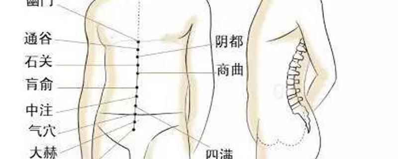 冲脉的准确走向位置图(冲脉不通怎么调理建议通过按摩、针灸等方式刺激冲脉穴位)