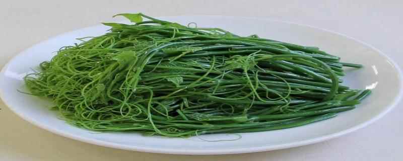 龙须菜的热量高吗(龙须菜的热量高吗减肥能吃吗)