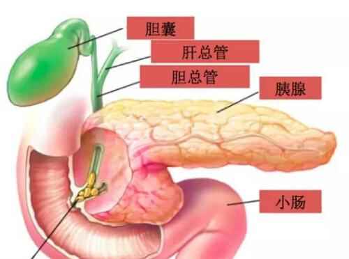 左上腹部疼痛的可能病因(胰腺炎腹痛多位于上腹部偏左侧)