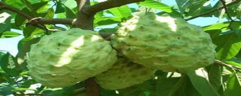 释迦果的热量(释迦果的热量高吗)