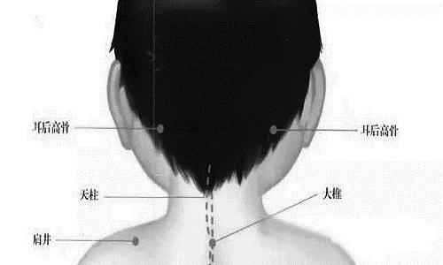 耳后高骨准确位置图(揉耳后高骨的操作方法)