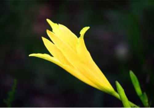 黄花菜中毒的症状(黄花菜中毒原理)