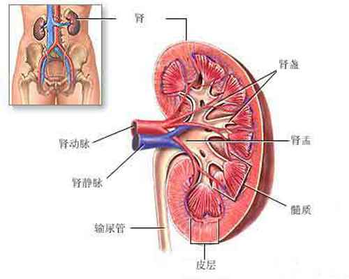 尿毒症是怎么引起的(健存肾单位和