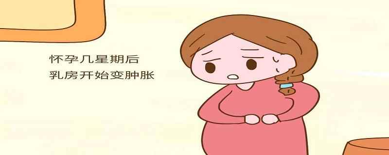 孕初期乳房有什么变化(怀孕十天乳