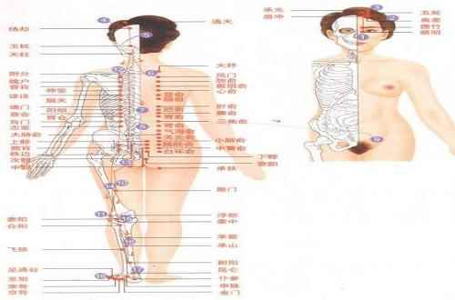足太阳膀胱经经络示意图(足太阳膀胱经特效穴位图)