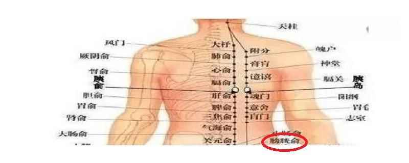 膀胱俞的简单找法(膀胱俞的功效与作用及按摩手法)