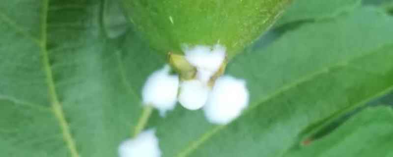 无花果的白色汁液的功效与作用(无花果白色汁液的功效和作用)