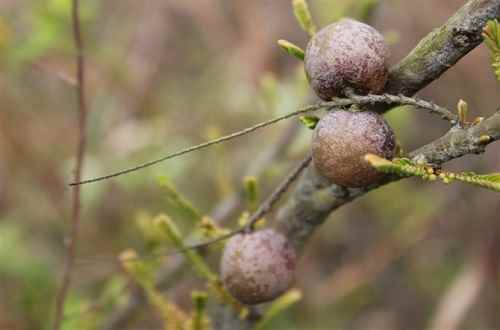 哪些食物抗氧化(花青素、番茄红素