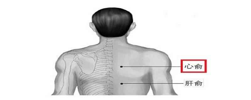 心俞的位置和功效(心俞的位置和功效与作用)