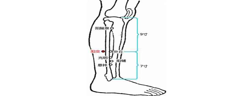 阳交的准确位置图(阳交按起来疼说明什么经络堵塞中医讲不通则痛)