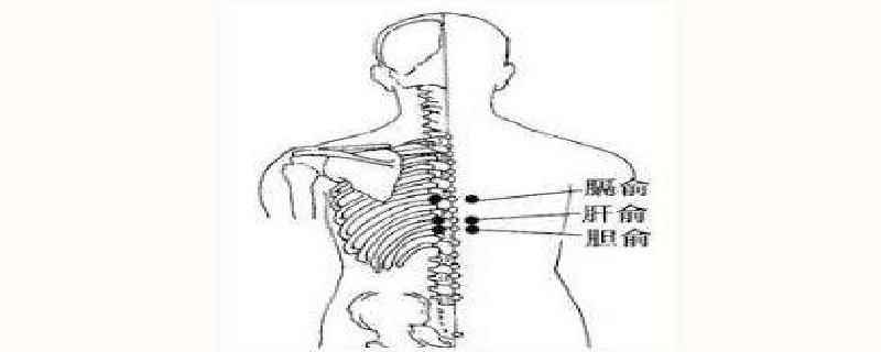 胆俞穴准确位置怎么找(胆俞的准确位置)