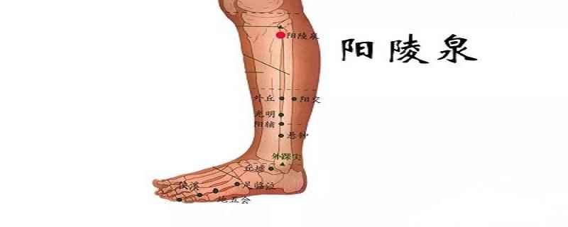 阳陵泉的准确位置视频(阳陵泉的准确位置)