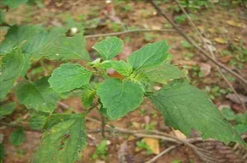 化湿的中药有哪些(广藿香芳香化浊、草豆蔻燥湿行气、砂仁为姜科植物)