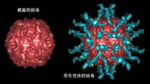 脊髓灰质炎传播途径(脊髓灰质炎病