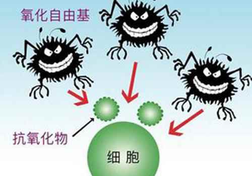 自由基是如何产生的(几种抗自由基反应酶促机制)