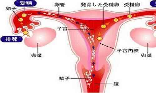 卵泡多大排出能受孕(卵泡多大排出)