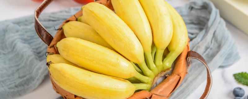 一天吃几个香蕉能减肥(香蕉减肥期