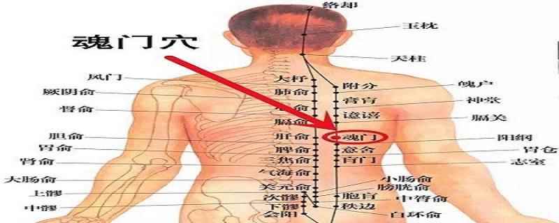 魂门的位置及作用(魂门针刺操作手法简易取法)