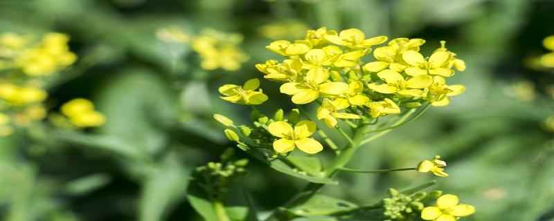 油菜花可以吃吗(油菜花有毒吗可以