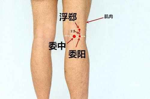 委阳准确位置图和作用(委阳穴保健按摩方法被按摩者取俯卧位)