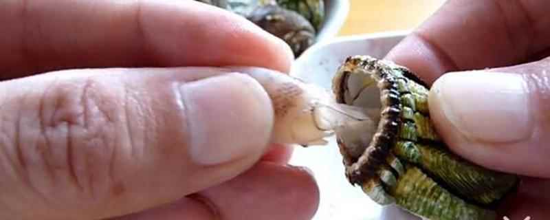 鹅颈藤壶怎么吃图解(鹅颈藤壶多少钱一斤一斤)