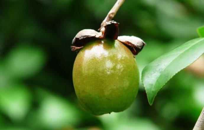 油茶果有什么功效(油茶果有哪些食