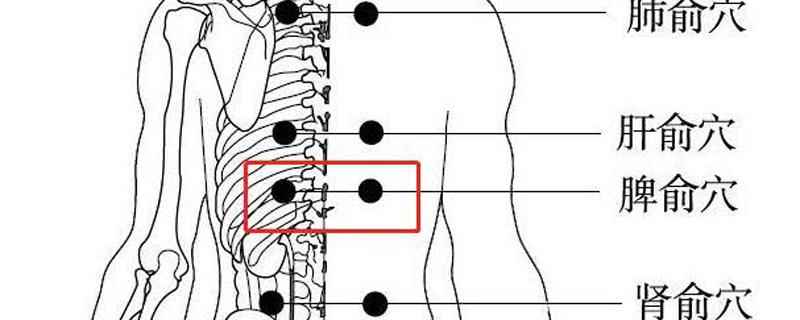 找脾俞的最简单的方法(脾俞的功效与作用是什么)