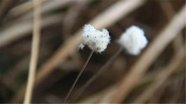 野棉花的功效与作用(解毒杀虫开花的野棉花全草排虫作用好)