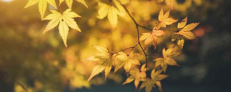 秋分是几月几日(秋分是哪个季节的节气)