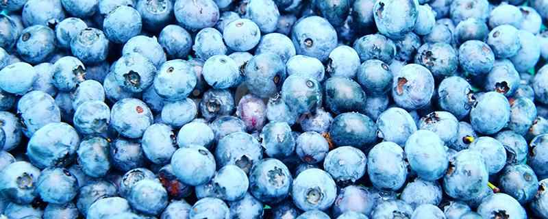 蓝莓的皮可以吃吗(蓝莓的皮宝宝可