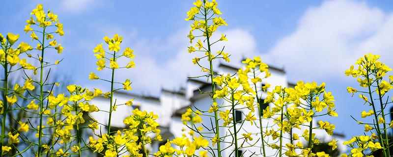 油菜花可以吃吗(油菜花可以吃吗可