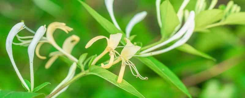 金银花藤煮水的禁忌(金银花藤煮水喝什么功效)