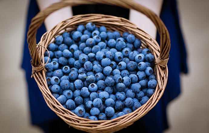蓝莓和枸杞可以一起吃吗(蓝莓和枸