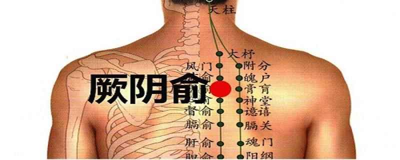 厥阴俞在哪里(厥阴俞穴准确位置)