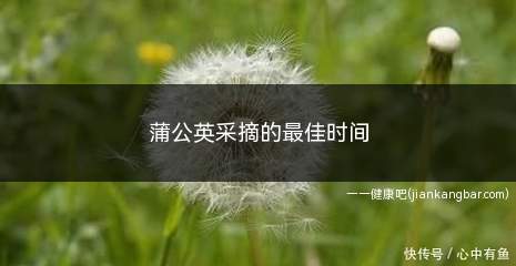 蒲公英采摘的最佳时间(冬季采摘蒲公英可以吗)