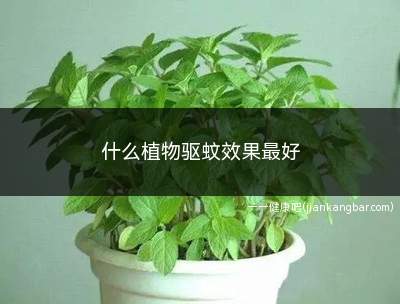 什么植物驱蚊效果最好(什么植物驱蚊效果最好院子)