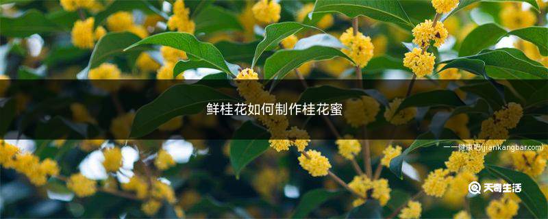 鲜桂花如何制作桂花蜜(鲜桂花清洗干净怎么做)