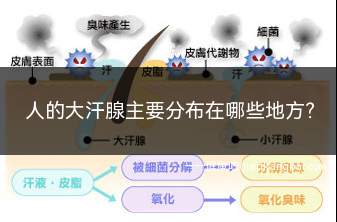 人的大汗腺主要分布在哪些地方(大汗腺主要分布于腋窝、腹股沟、肚脐窝、乳晕、肛门和生殖器等处)