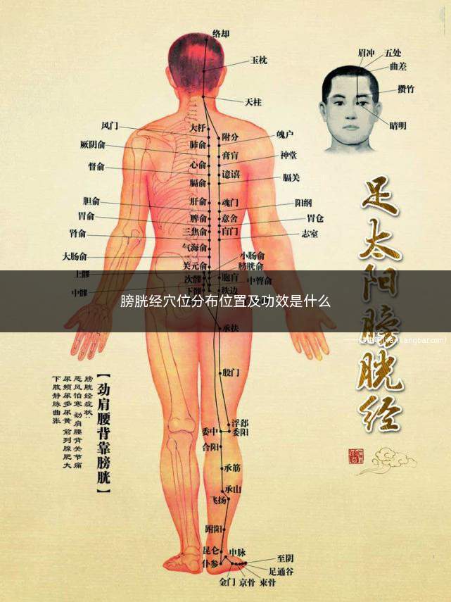 膀胱经穴位分布位置及功效是什么(2019年一级消防工程师考试考点汇总)