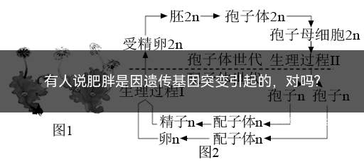 有人说肥胖是因遗传基因突变引起的，对吗(儿童肥胖有少数是由单基因突变引起的)