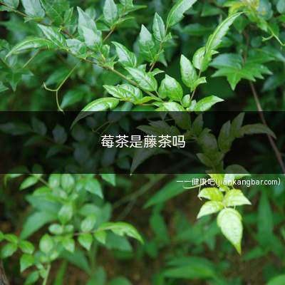 莓茶是藤茶吗(藤茶是属于藤茶中的一种)