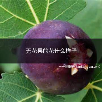 无花果的花什么样子(我们平时吃的无花果果肉)