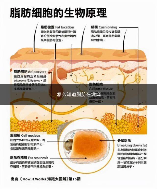 怎么知道脂肪在燃烧(怎么知道脂肪在燃烧中)