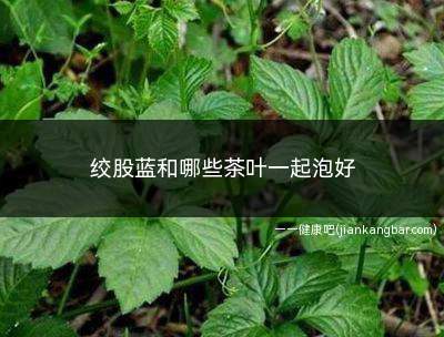 绞股蓝和哪些茶叶一起泡好(绞股蓝和罗布麻有什么区别)