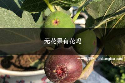 无花果有花吗(无花果好像是没有花一样)