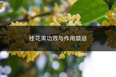 桂花果功效与作用禁忌(桂花果功效与作用)