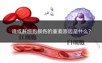 造成肝细胞损伤的重要原因是什么(血液净化治疗可望清除这些细胞因子、炎症介质)