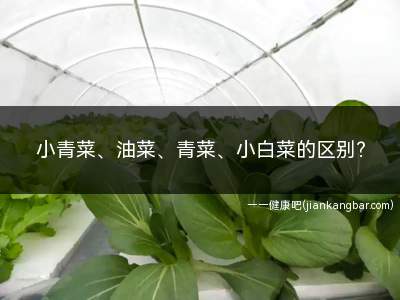 小青菜与小白菜的区别(小白菜和小青菜有什么区别)